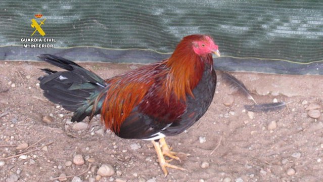 Localizado un criadero ilegal de gallos de pelea en Tudela de Duero
