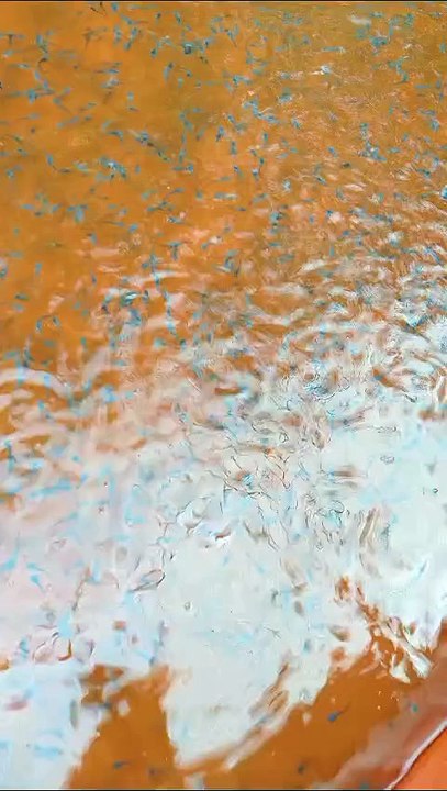 Tebar bibit lele ukuran 2-3cm, ini segmen pendederan