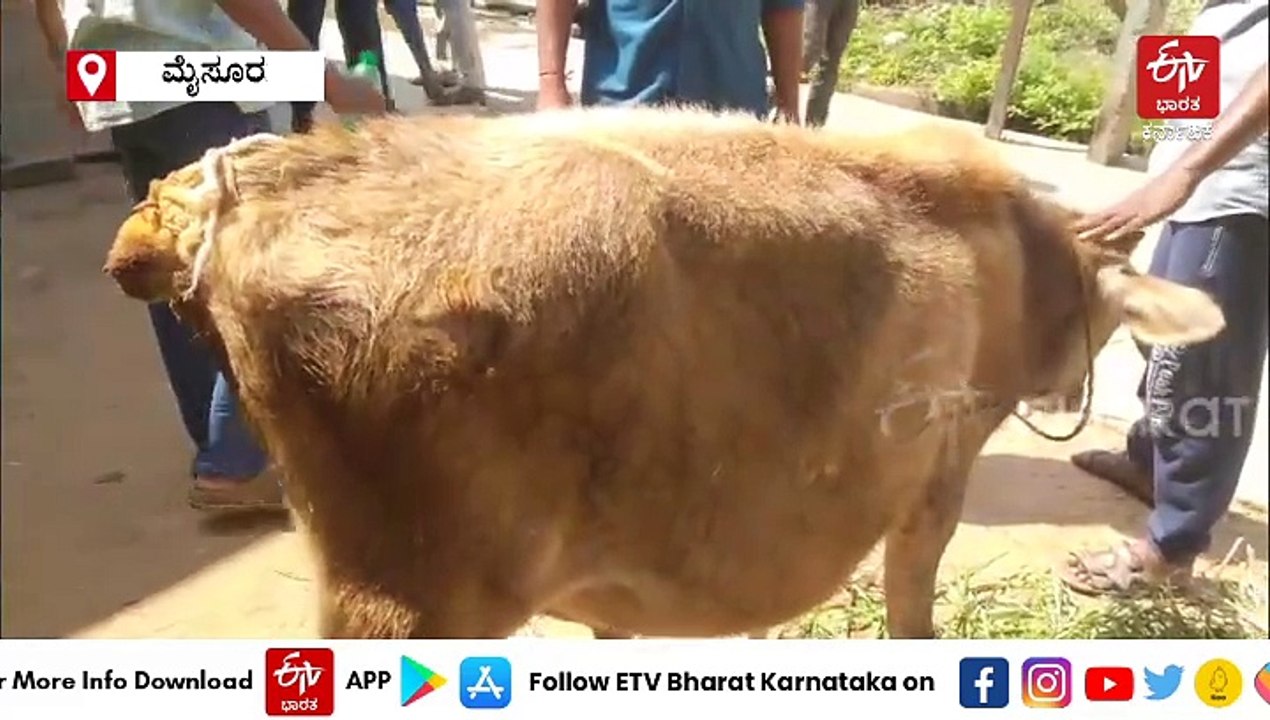 ಹರಕೆ ಗೂಳಿಯ ಬಾಲ ಕತ್ತರಿಸಿದ ಕಿಡಿಗೇಡಿಗಳು; ಪೊಲೀಸರಿಂದ ಪರಿಶೀಲನೆ
