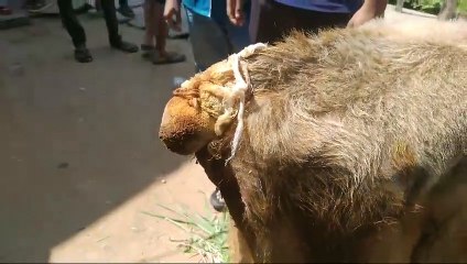 ಹರಕೆ ಗೂಳಿಯ ಮೇಲೆ ಕ್ರೌರ್ಯಕ್ಕೆ ಸುಮೊಟೊ ಪ್ರಕರಣವನ್ನು ದಾಖಲು ಮಾಡಿಕೊಂಡು ತನಿಖೆ : ಎಸ್ಪಿ ವಿಷ್ಣುವರ್ಧನ್ ಸ್ಪಷ್ಟನೆ .