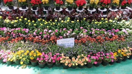 ಗವಿ ಸಿದ್ದೇಶ್ವರ ಜಾತ್ರೆಯಲ್ಲಿ ಗಮನ ಸೆಳೆಯುತ್ತಿದೆ ಫಲ ಪುಷ್ಪ ಪ್ರದರ್ಶನ