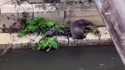 Tokat'ta gören şoke oldu "İlk kez böyle bir şeye rastladım”