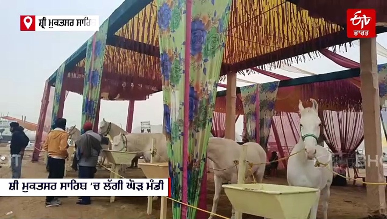 ਘੋੜ ਮੰਡੀ 'ਚ ਖਿੱਚਦਾ ਕੇਂਦਰ ਬਣਿਆ ਪ੍ਰਤਾਪ ਘੋੜਾ, ਪੰਜਾਬੀ ਗਾਣਿਆਂ 'ਚ ਵੀ ਦਿਖਾ ਚੁੱਕਿਆ ਜਲਵਾ