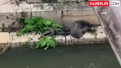 Anne Su Samurunun Yavruları ile Keyifli Anları Kamerada