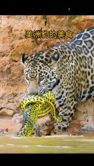 Fierce jaguar-animal video-