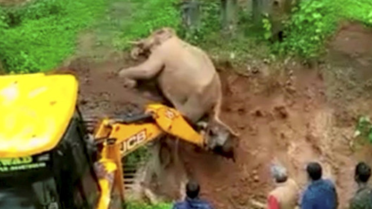 Herzerwärmender Moment, in dem ein Elefant von einem Kran aus einer schlammigen Grube gerettet wird