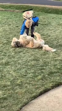 Bernedoodle Excitedly Greets Kid Back from School