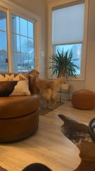 Golden Retriever Dances Seeing Another Dog in Snow