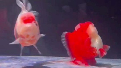 Fish exhibits unusual behaviour and appears to "walk" upright