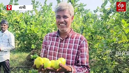 નોકરી નથી કરવી, કરીશું પોતાની કમાણીઃ તાપીના શિક્ષિત ખેડૂતે કેવી રીતે કરી આવક, જુઓ