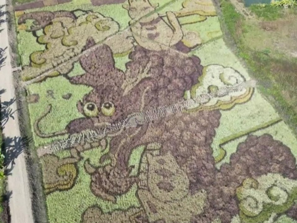 Farmer verwandelt sein Reisfeld in ein riesiges Kunstwerk