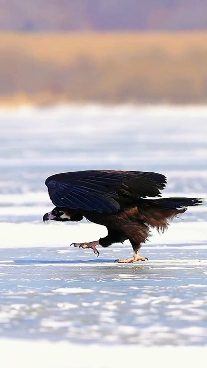 Beautiful Birds Video | Trending Video | Natural Beauty