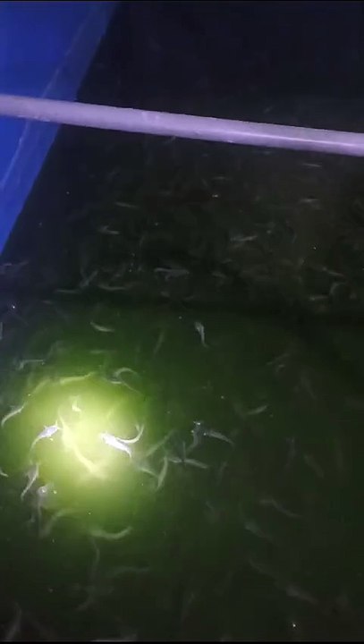 Jika ikan lele berenang lambat setelah diberi makan, itu wajar