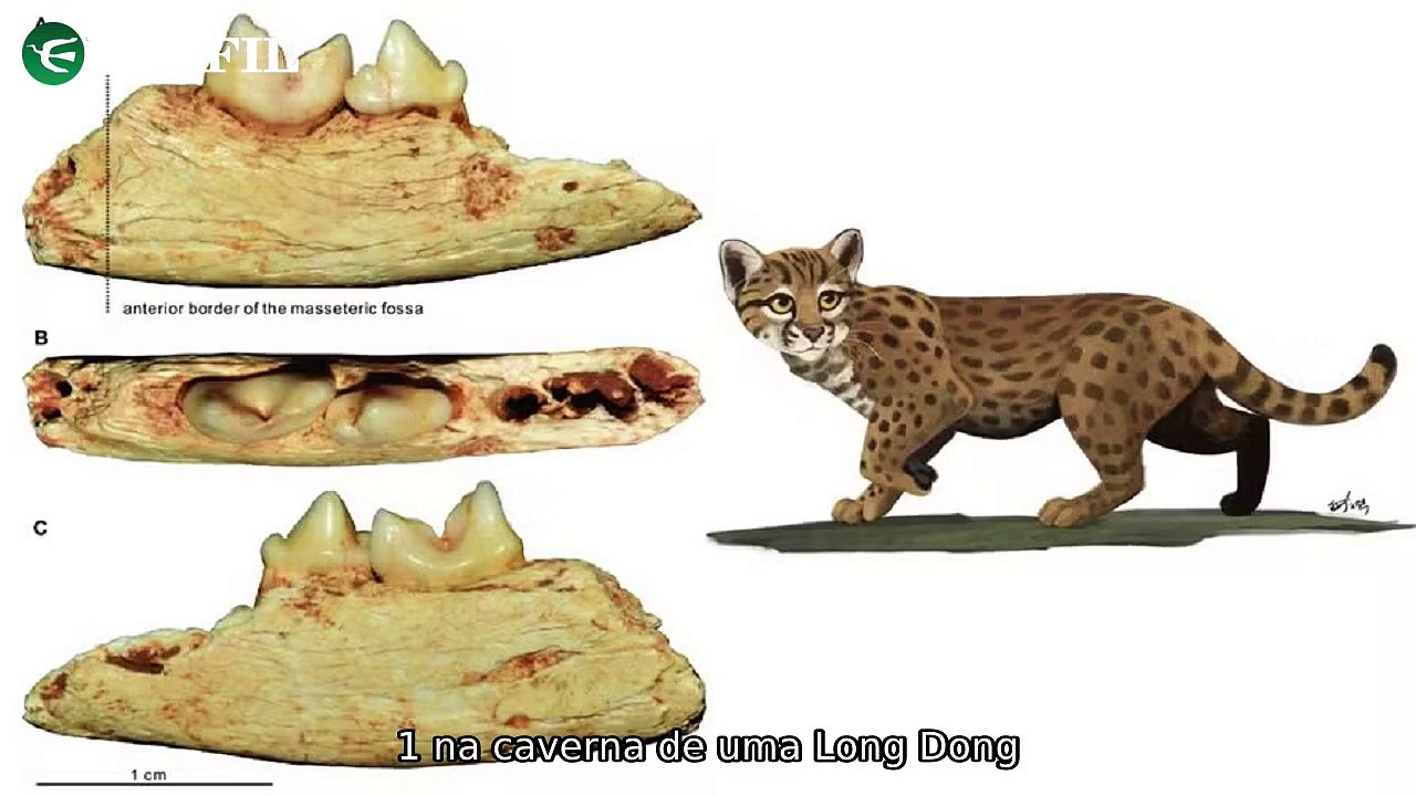 "Descobertas surpreendentes: Fóssil do menor gato, sistemas planetários e sociedades matriarcais revelados na China, Nova descoberta desafia teorias e estudo sugere comunidades celtas matriarcais na Grã-Bretanha."