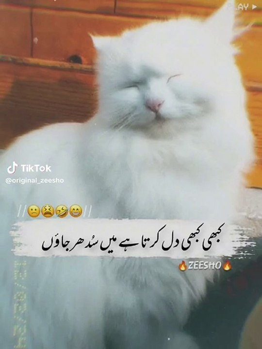 Cutie cat