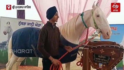 ਘੋੜਾ ਮੰਡੀ 'ਚ ਖਿੱਚ ਦਾ ਕੇਂਦਰ ਬਣਿਆ ਪ੍ਰਤਾਪ ਘੋੜਾ, ਪੰਜਾਬੀ ਗਾਣਿਆਂ 'ਚ ਵੀ ਦਿਖਾ ਚੁੱਕਿਆ ਜਲਵਾ