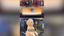 Viral poodle interrupts live news broadcast by walking across studio on two legs