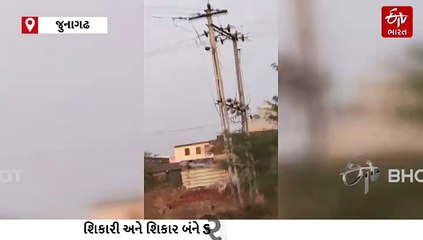 શિકાર અને શિકારી એક બીજાને જોઈ ભડક્યાઃ ગીર પંથકમાં VIDEOને લઈને રમૂજ