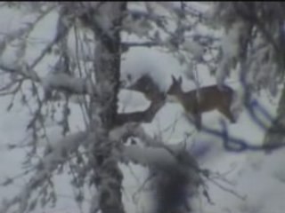Deux chevreuils se bisoutent dans la neige