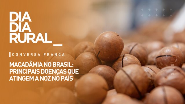 Macadâmia no Brasil: principais doenças que atingem a noz no país