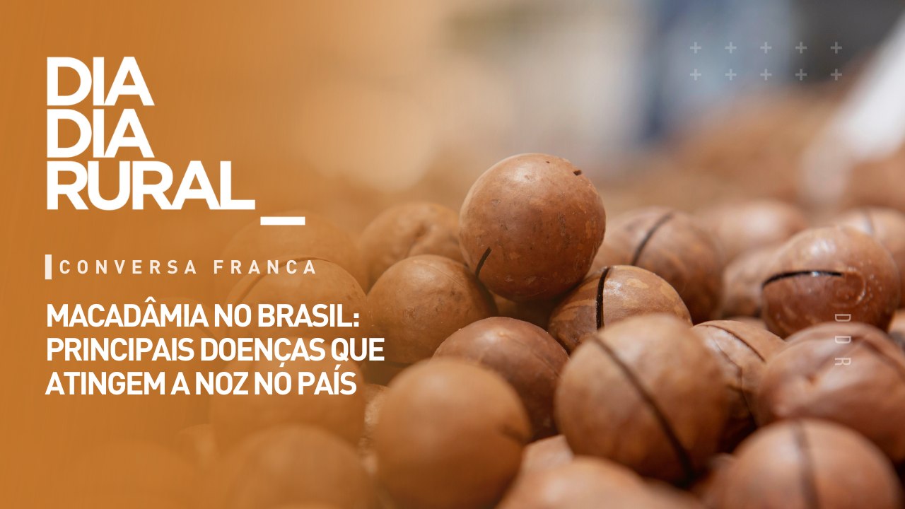 Macadâmia no Brasil: principais doenças que atingem a noz no país