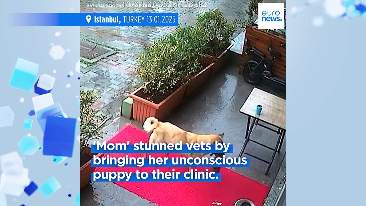 Hero mum dog rushes unconscious puppy to vets in Turkey