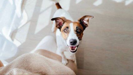 Las Seis Razas De Perro Más Inteligentes