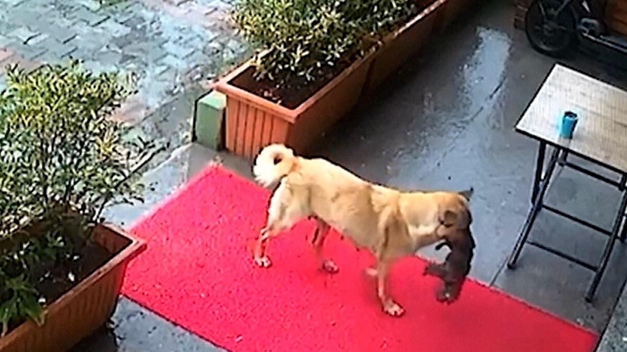 Sorpendente vídeo en Turquía: una perra deja su cachorro moribundo en una clínica para que lo salven