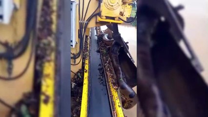 Sucuri gigantesca é resgatada por trabalhadores em usina de Chapada dos Guimarães