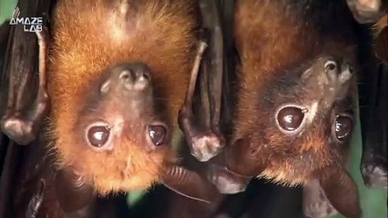 Why Solar Farms Could Be Hurting The Bat Population