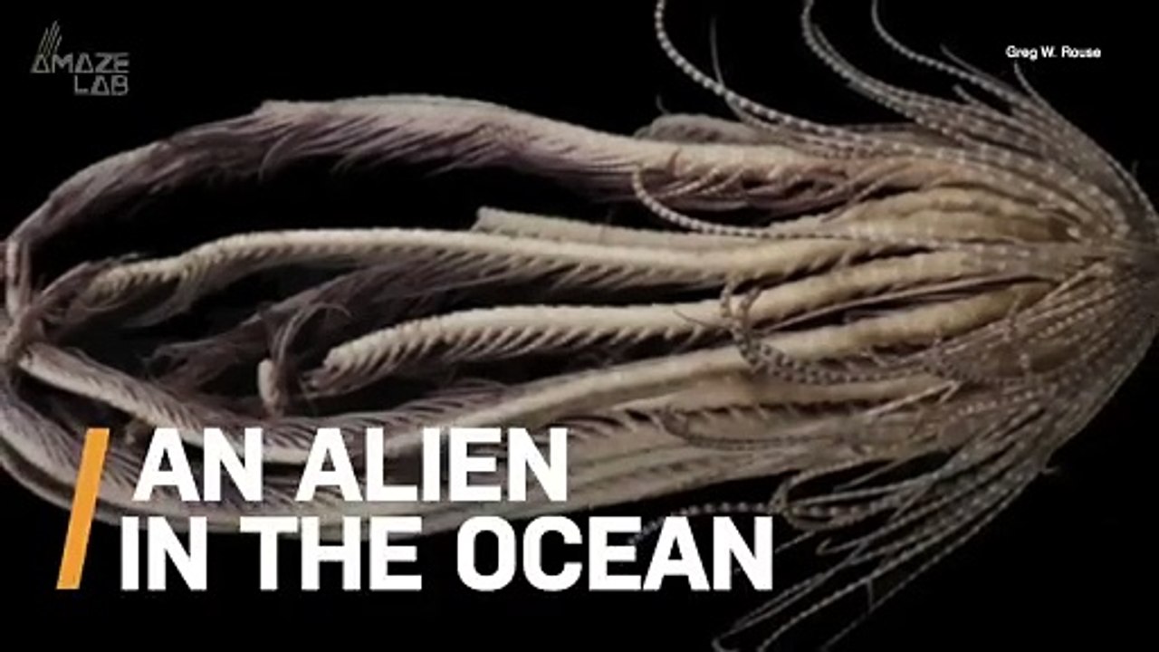 You Have to Check Out This Weird Alien-Looking Creature Living at the ...