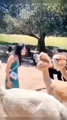 papa ki pari funny video #funny#dailymotion