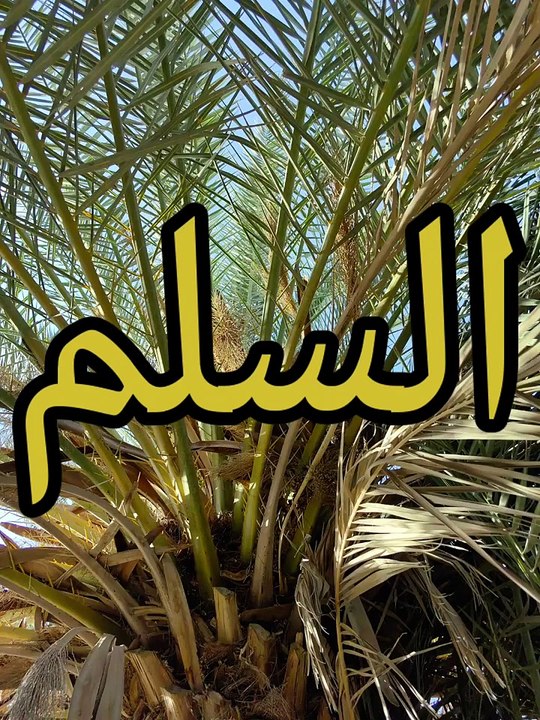 النظم الوفي ( 14 )