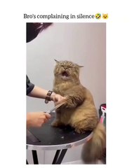 🐾 Welcome to the purr-fect world of #CatsofInstagram! 🐱✨ If you’re a feli