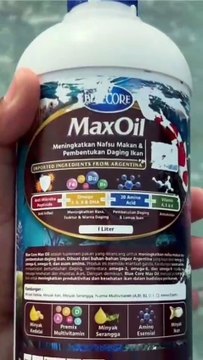 Rekomendasi BIBIS PAKAN untuk ikan lele agar cepat BESAR