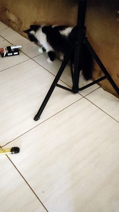 kucing lucu
