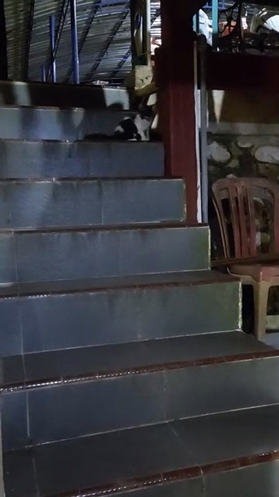 kucing lucu