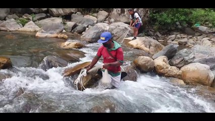 Cast Netting in Small River of Nepal | Asala Fishing |