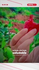 La tuna, una fruta saludable y deliciosa que es consumida en Bolivia y otros países.