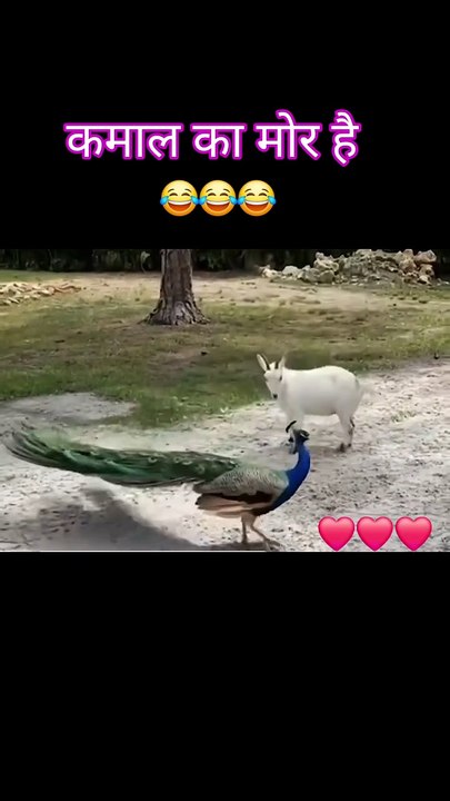 ,,,,,,,,,Fight gout with peacock,,,,,,,