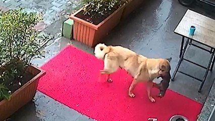 우리 아이 좀 살려주세요! 아픈 강아지 물고 동물병원 온 어미 개 / YTN