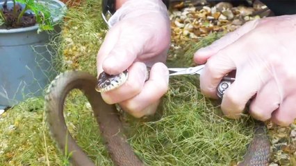 Stuck Snake Needed A Little Human Help