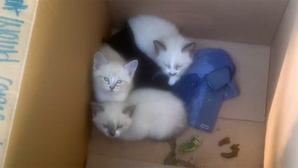 Dad Finds A Box Of Kittens Outside And Brings Them All In...