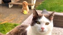 Puppy's Mission Is To Play With Her Older Cat Sibling