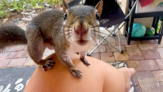 Baby Rescue Squirrel Waits At The Window For Her Foster Moms