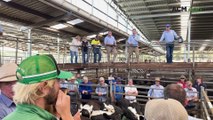 Black heifers come out on top at Hamilton’s last weaner sale
