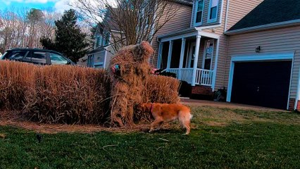 Golden Retriever Is A Hide-And-Seek Mastermind