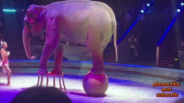 Step Into the Majestic World of Elephant Circus Wonders!"