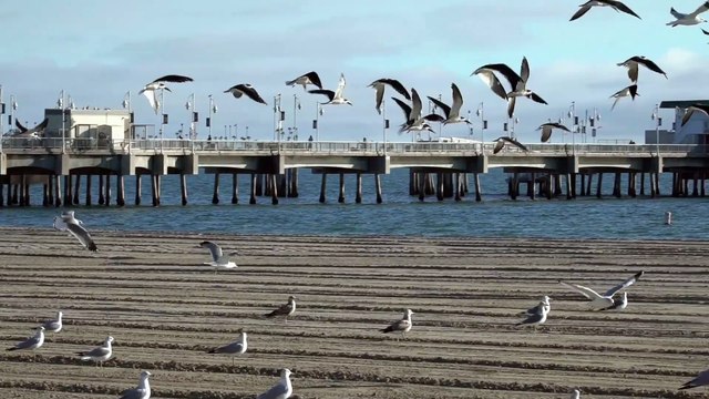 Serene Skies: Birds Soaring in Perfect Harmony 🕊✨