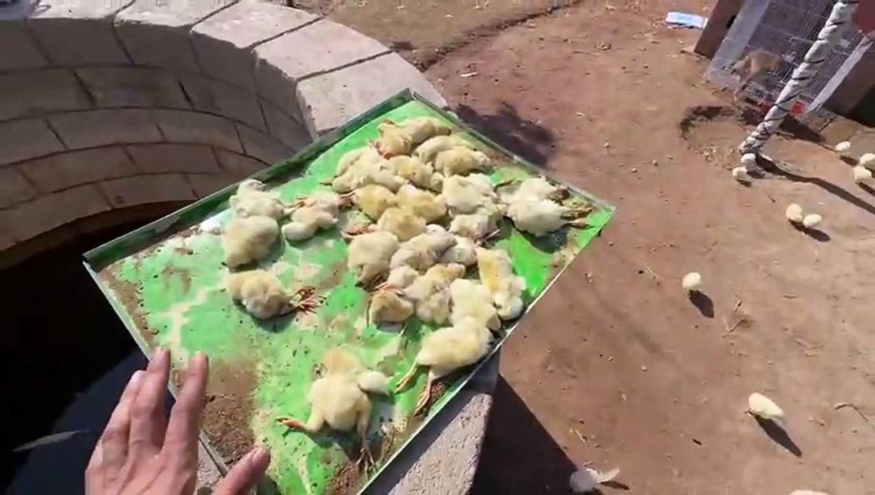 shehar mein dehat ep 130 2025 animal mini zoo Sabtain Ko Bola Bhi Tha K Na Lo Ye Mr Jaty Hain